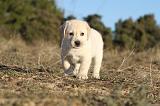 LABRADOR 697